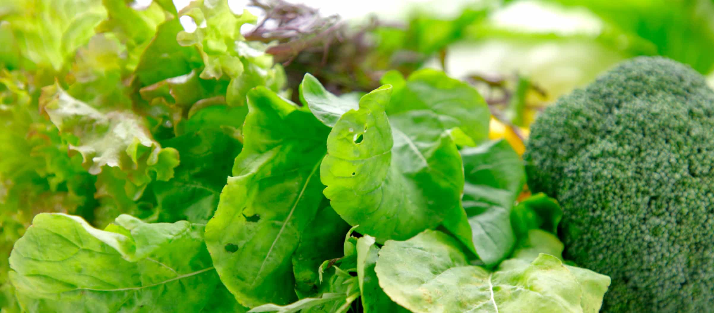 放牧豚の自然環境にふさわしい自然農法の四季の野菜